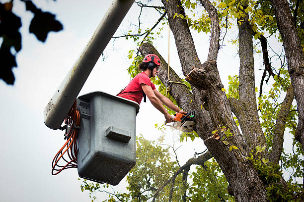 Cambridge Springs, PA Tree Service Company